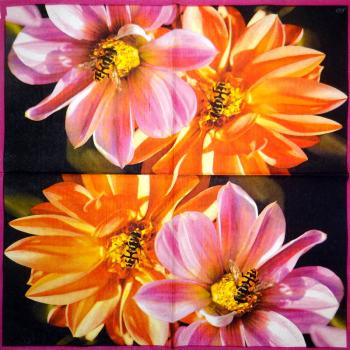 DAAS-001 Dahlia / Asters - 3-ply - Ihr